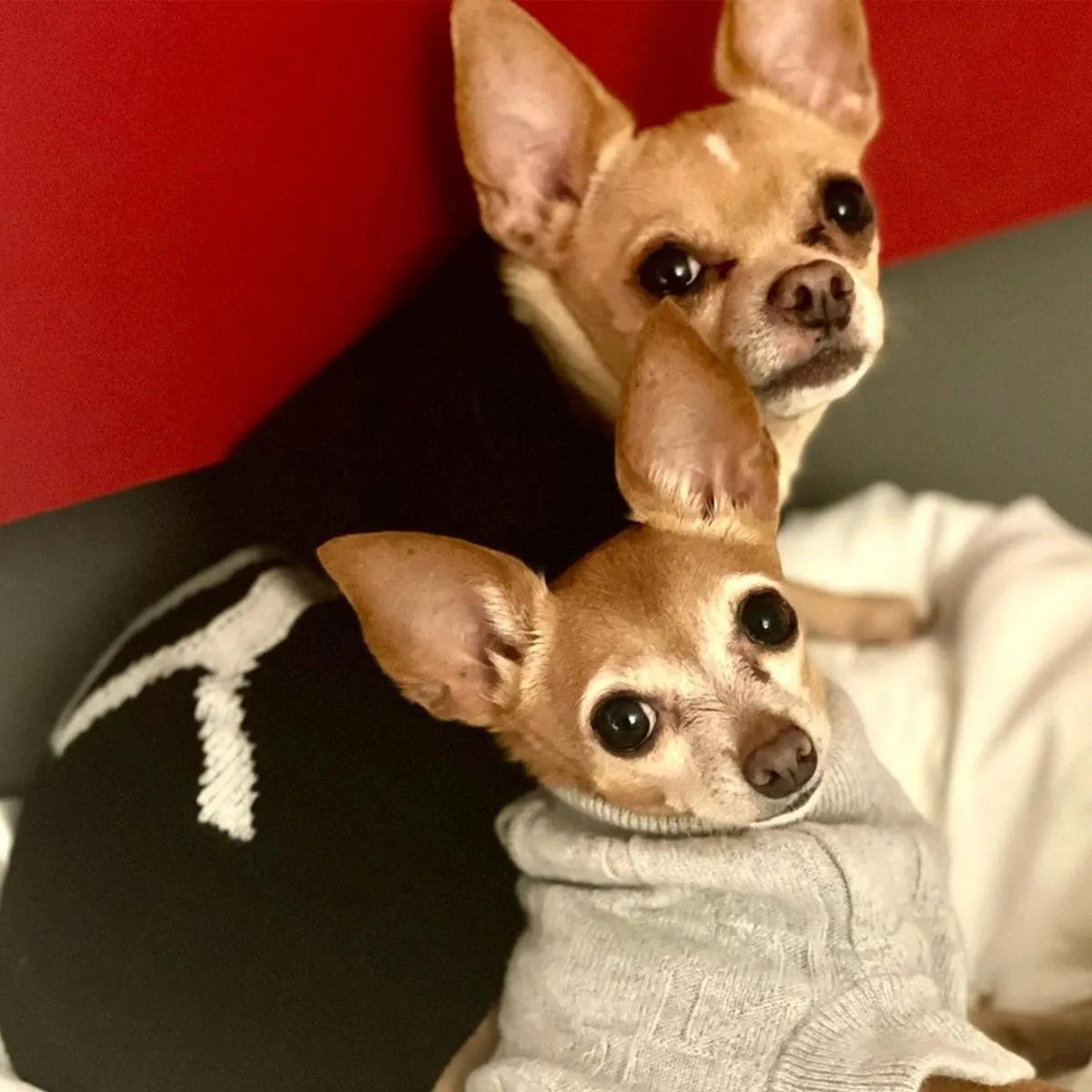 Dog Hoodie Cashmere Black with YY logo