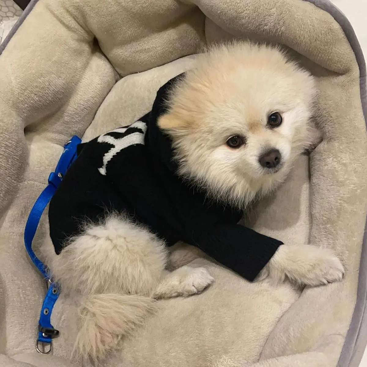 Dog Hoodie Cashmere Black with YY logo